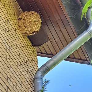 Nest untern Dach