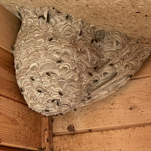 Gemeine Wespe im Gartenhaus, Foto: Kurt Henneboh
