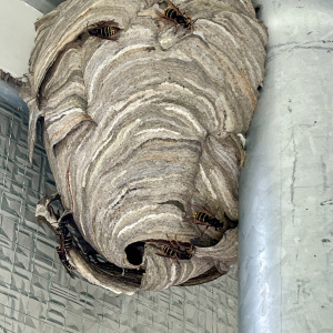 Nest am Fenster, Foto: Thomas Kruessmann
