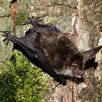 Bechsteinfledermaus auf der Jagd; © Biologische Station Gütersloh/ Bielefeld, Bernhard Walter