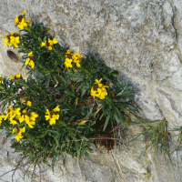 Goldlack in der Burgmauer; © Stadt Bielefeld Umweltamt